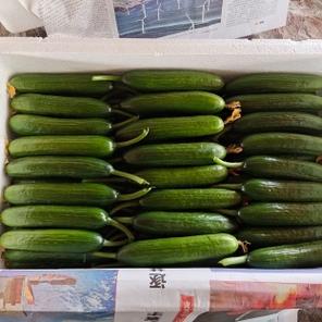 5月28日最新:河南黄瓜销地市场行情趋势分析:价格企稳,供需博弈下短期